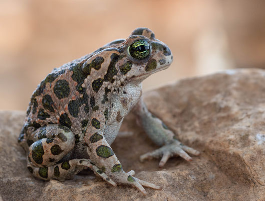North african green toad (Bufotes boulengueri)