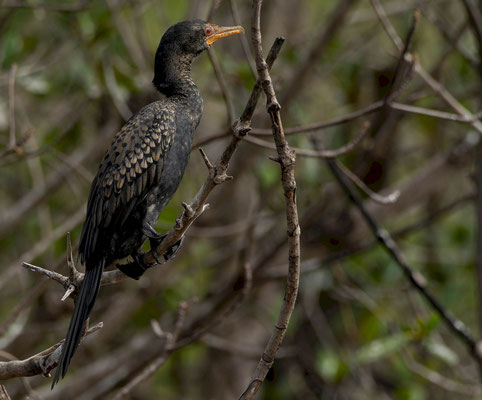 Long-tailed Cormorant (Microcarbo africanus)