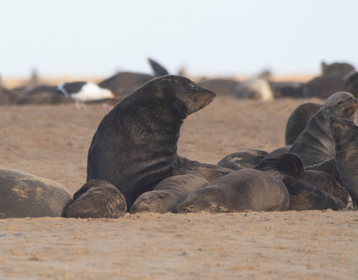 Cape fur seals (Arctocephalus pusillus)