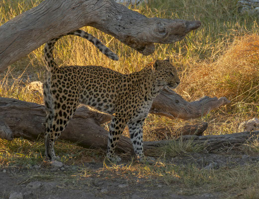 Leopard (Panthera pardus)