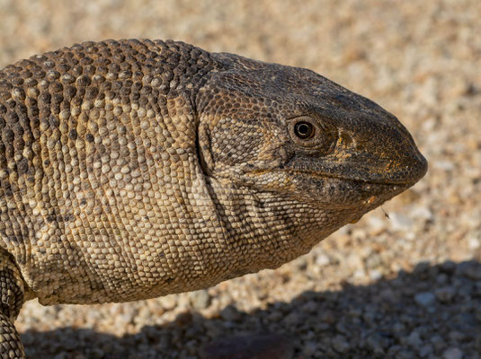 Rock monitor lizard (Varanus albigularis)
