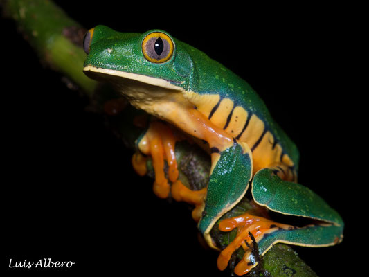 Splendid leaf frog (Cruziohyla silviae)