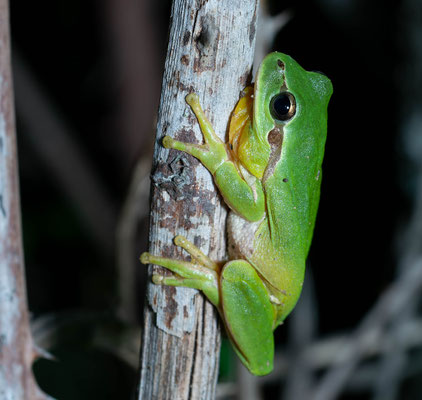 Ranita meridional (Hyla meridionalis)