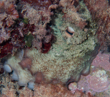 Pulpo (Octopus vulgaris). Alicante, foto de archivo.