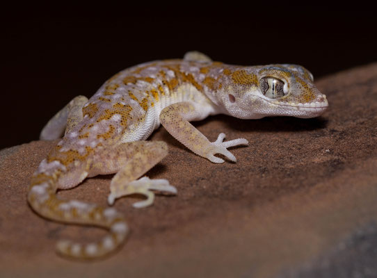 Elegant gecko (Stenodactylus mauritanicus), saharian morph