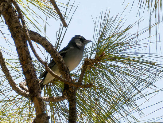Gran Canaria blue chaffinch (Fringilla polatzeki) 