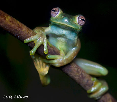 Palmer's tree frog (Hyloscirtus palmeri). Costa Rica, 2018