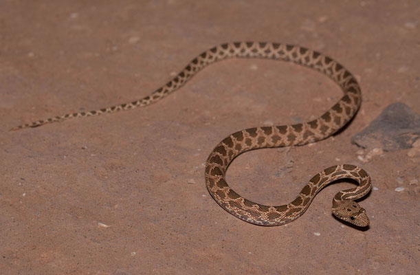 Mograbin diadem snake (Spalerosophis dolichospilus), juvenile