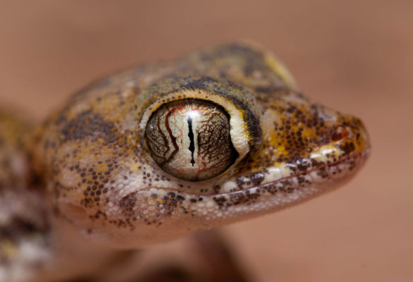 Petri's gecko (Stenodactylus petrii), male, portrait