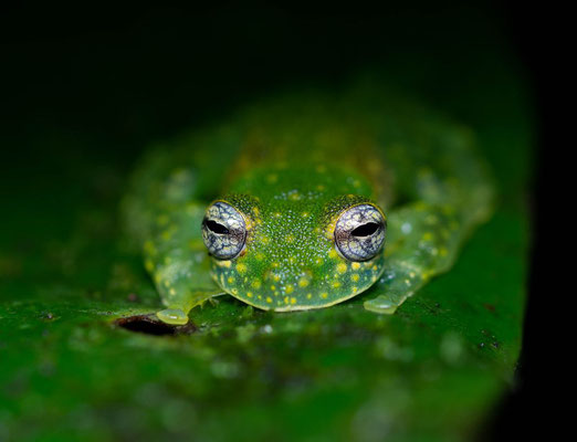Cascade glass frog (Sachatamia albomaculata)