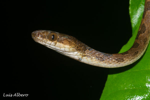 Cat eyed snake (Leptodeira ornata), the most frequent snake during the trip