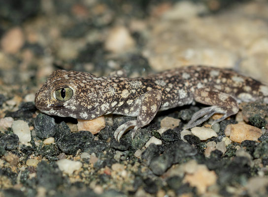 Barking gecko (Ptenopus garrulus maculatus)