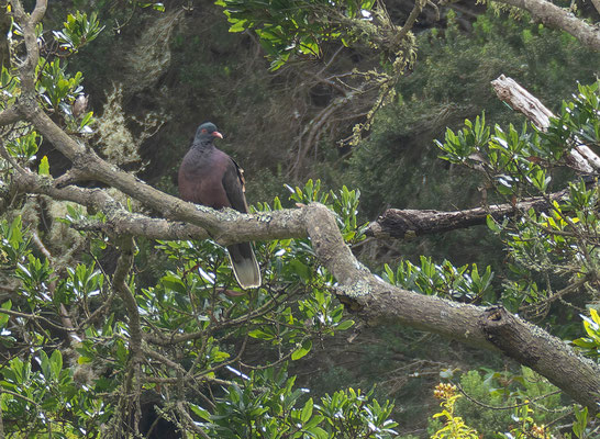 White-Tailed laurel pigeon (Columba junionae)