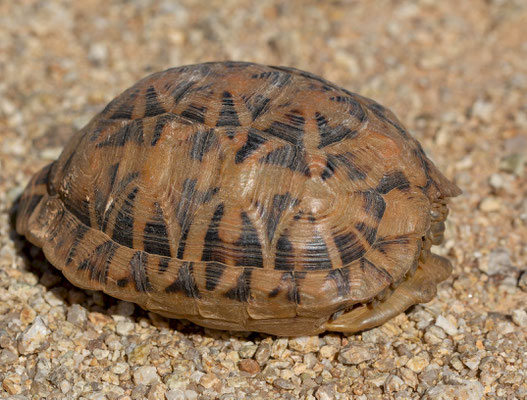 Tent tortoise (Psammobates tentorius). It was shy for the photographs...