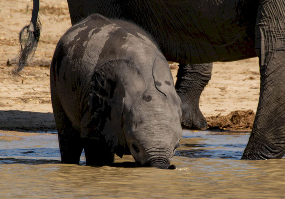 Savanna elephants (Loxodonta africana), calf trying to drink