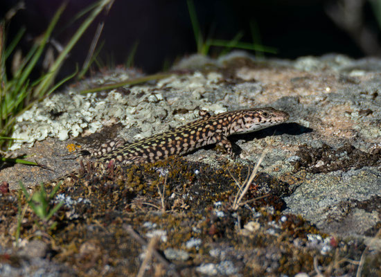 Lagartija verdosa (Podarcis virescens), macho