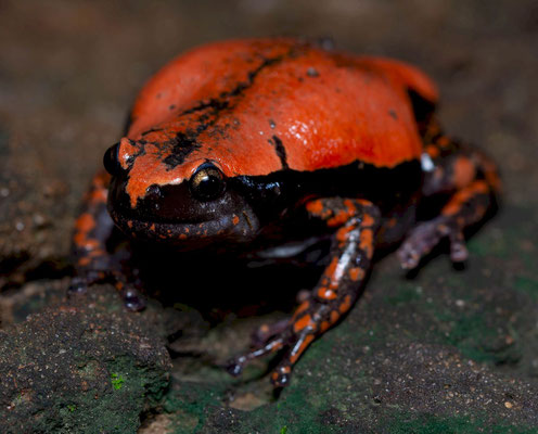 West African Rubber Frog (Phrynomantis microps)