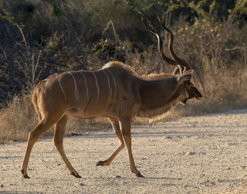 Greater kudu (Tragelaphus strepsiceros), big male crossing the path