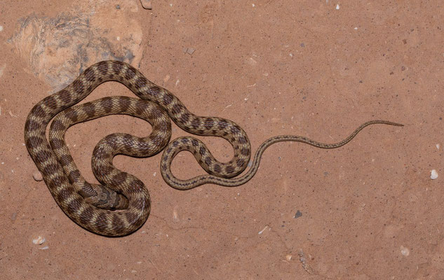 Algerian whipsnake (Hemorrhois algirus), pattern