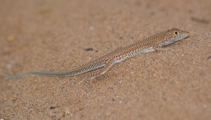 Spotted fringe-fingered lizard (Acanthodactylus margaritae), adult