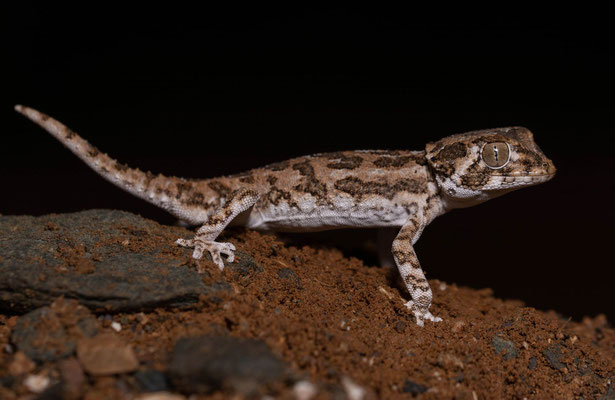 Helmeted gecko (Tarentola chazaliae)
