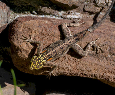 Namib rock agama (Agama planiceps) 