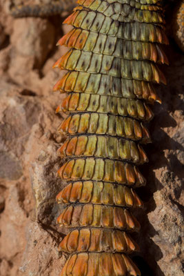 Spiny tailed lizard (Uromastyx nigriventris), detail of the tail