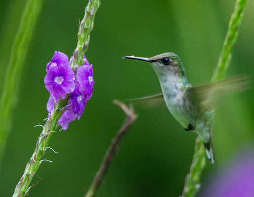Snowcap hummingbird (Microchera albocoronata)