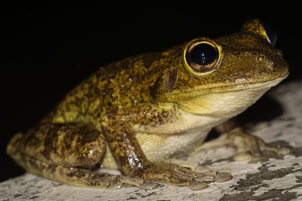 Cuban treefrog (Osteopilus septentrionalis)