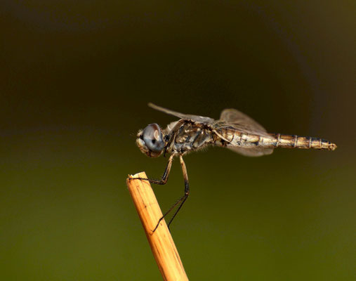 Selysothemis nigra. Foto de César.