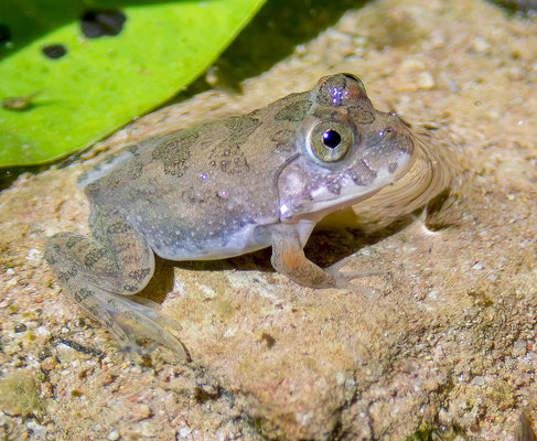 Haplobatrachus occipitalis, young