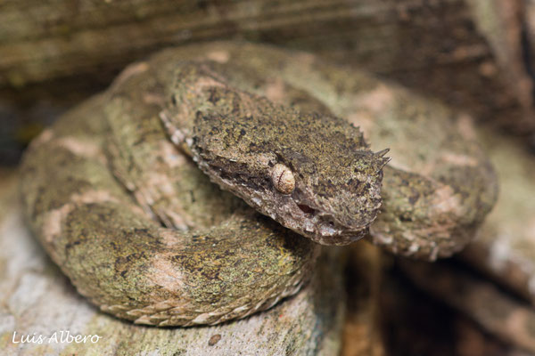 Eyelash viper (Bothriechis schlegelii), in situ