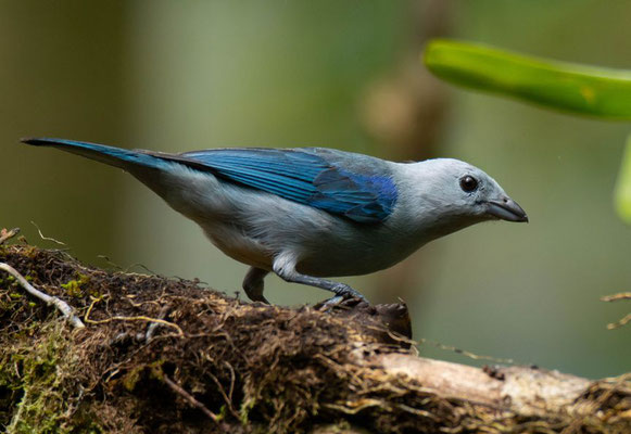 Blue-gray Tanager (Thraupis episcopus)