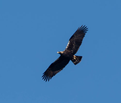 Águila imperial ibérica (Aquila adalberti), adulto