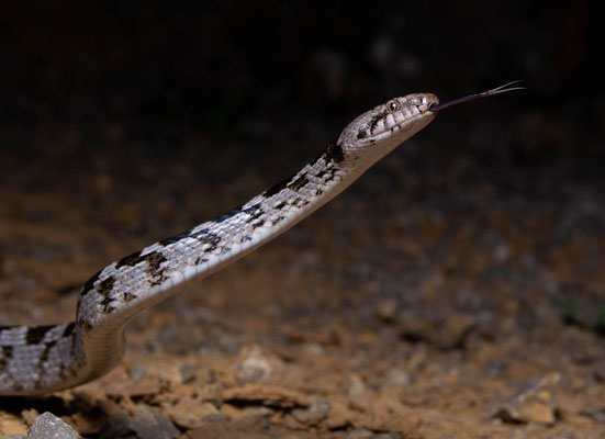 European cat snake (Telescopus fallax)