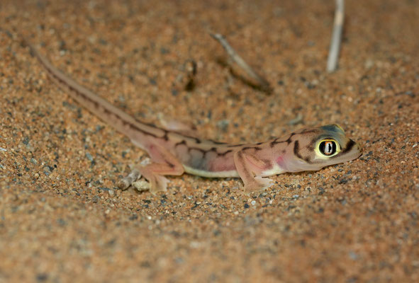 Namib Dune Gecko (Pachydactylus rangei)