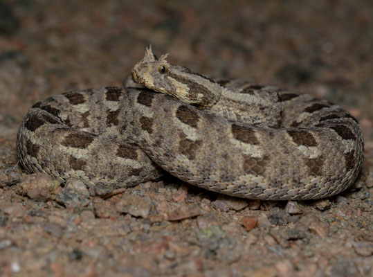 Many-horned adder (Bitis cornuta)