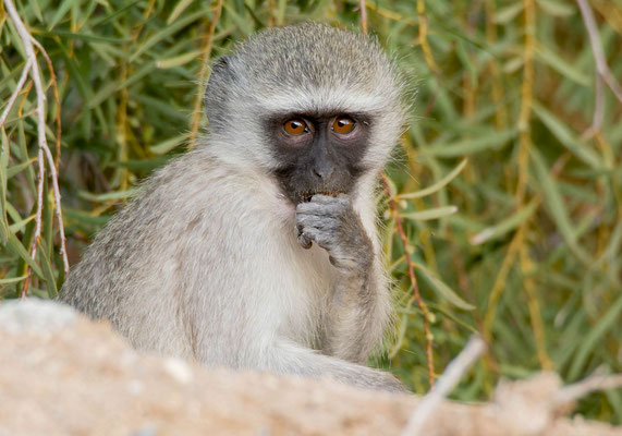 Vervet Monkey (Chlorocebus pygerythrus), they are quite expressive