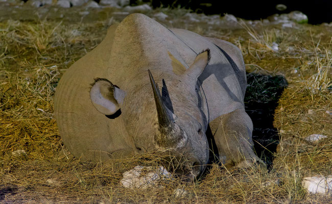 Black rhinoceros (Diceros bicornis)