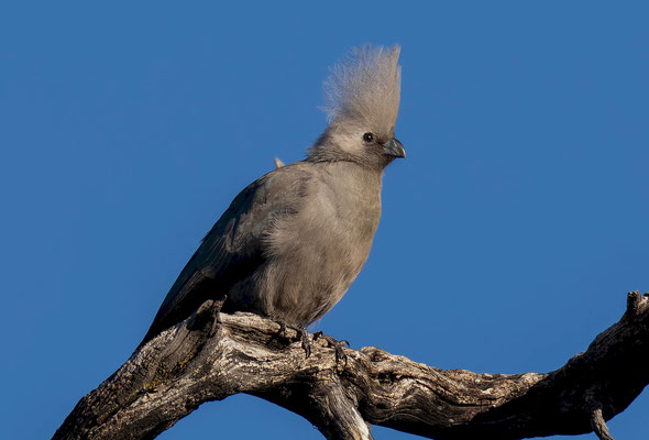 Grey go-away-bird (Crinifer concolor)