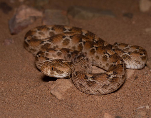 Saw scaled viper (Echis pyramidum leucogaster), first one