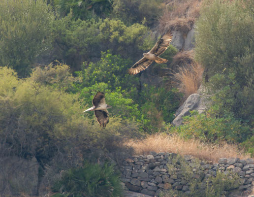 Águilas perdiceras (Aquila fasciata), pareja