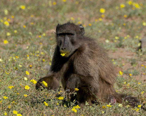 Chacma baboon (Papio ursinus)