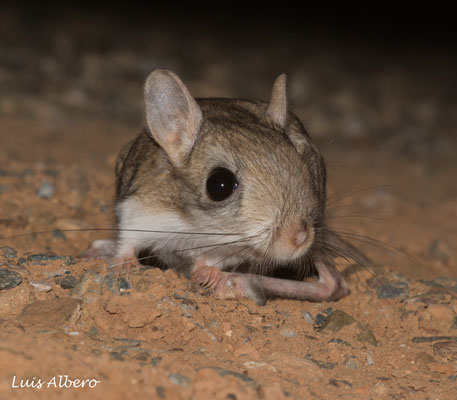 Egyptian jerboa (Jaculus sp.)