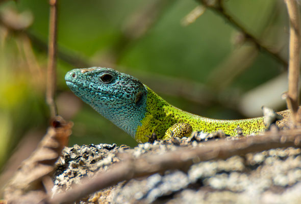 Lagarto verdinegro (Lacerta schreibieri), macho "in situ".