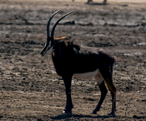 Sable antelope (Hippotragus niger)