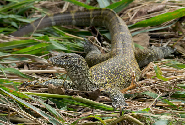 Nile monitor (Varanus niloticus)