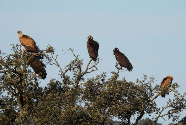 Buitres negros (Aegypius monachus) y leonados (Gyps fulvus). Foto: Javier Burgos