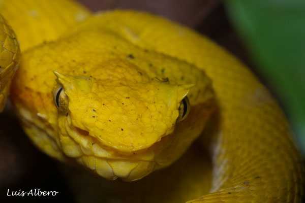 Eyelash viper (Bothriechis schlegelii)