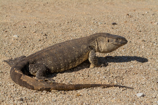 Rock monitor lizard (Varanus albigularis)
